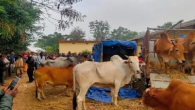 Photo of स्थानीय लोगों ने अवैध तस्करी के दौरान गायों से भरी दो बोलेरो कार पकड़ी, कार में तोड़फोड़ की, एक गंभीर रूप से घायल