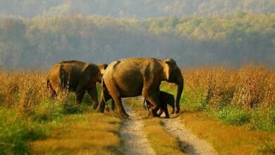 Photo of प्रधानमंत्री ने विश्व हाथी दिवस पर हाथी संरक्षणवादियों के प्रयासों की सराहना की