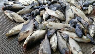 Photo of प्रधानमंत्री मात्स्यिकी संसाधन खयई उपमंडल में मात्स्यिकी के लिए सहायता