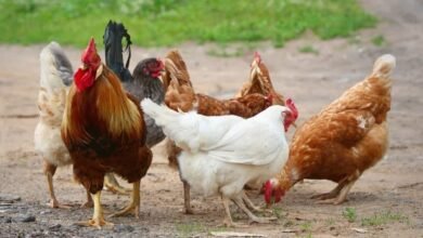 Photo of जिरानिया प्रखंड में मुर्गों के पालन में सहायता