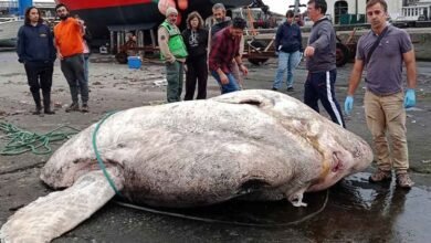 Photo of दुनिया की सबसे भारी मछली पुर्तगाल के अज़ोरेस द्वीप समूह में पकड़ी गई थी
