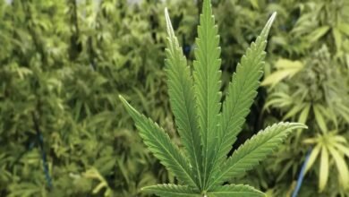 Photo of जर्मन कैबिनेट ने भांग को वैध बनाने की योजना को मंजूरी दी