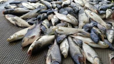 Photo of मुख्यमंत्री आत्मनिर्भर परिवार योजना गौरनगर व चांदीपुर प्रखंडों में मत्स्य पालन को सहायता