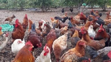 Photo of मुख्यमंत्री आत्मनिर्भर परिवार योजना, जिरानिया प्रखंड के 134 परिवारों को मुर्गी पालन में मदद