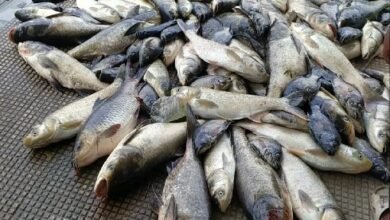 Photo of मुख्यमंत्री आत्मनिर्भर परिवार योजना के तहत सलेमा प्रखंड में 541 परिवारों को मत्स्य पालन में सहायता