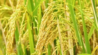 Photo of बकाफा कृषि अनुमंडल में अनुदानित मूल्य पर धान की खरीद शुरू हो गई है