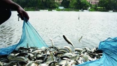 Photo of जिरानिया अनुमंडल में फिश फ्राई उत्पादन में सहायता