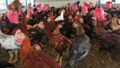 Photo of मुख्यमंत्री आत्मनिर्भर परिवार योजना, गौड़नगर प्रखंड में कुक्कुट पालन में सहायता