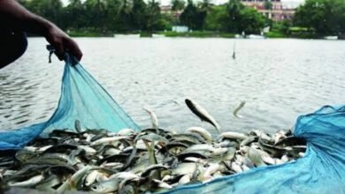 Photo of दसदा प्रखंड में मुख्यमंत्री आत्मनिर्भर परिवार योजना, मत्स्य पालन में सहायता