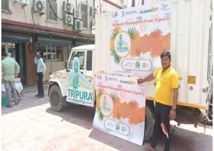 Photo of दिल्ली गेलो साधुकरकारी पारा क्वीन ऑर्गेनिक पाइनएप्पल