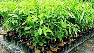 Photo of धर्मनगर में आगर किसानों के साथ सम्मेलन