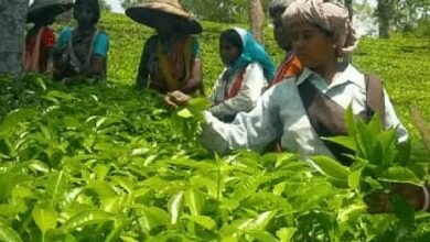 Photo of प्रेस वार्ता में राजस्व विभाग के प्रधान सचिव, मुख्यमंत्री चाय श्रमिक कल्याण योजना के तहत 1,910 चाय श्रमिक परिवारों को मुफ्त जमीन