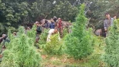 Photo of सिपाहीजला जिला पुलिस ने गांजा बागान को नष्ट कर दिया