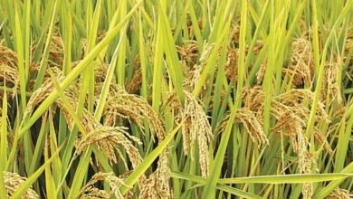 Photo of कैलाशहर उपखण्ड में अनुदानित मूल्य पर धान की खरीद