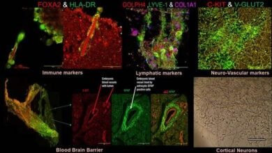 Photo of ऑटोलॉगस रक्त से न्यूरोवास्कुलर ऊतक/ऑर्गेनॉइड उत्पन्न करने के लिए विकसित नया प्रोटोटाइप सटीक दवा में मदद कर सकता है