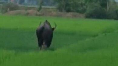 Photo of अभयारण्य की सीमा पार कर इलाके में बाइसन