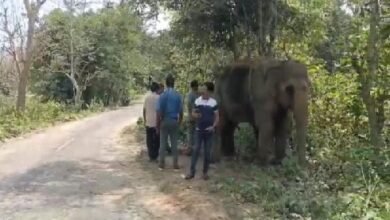 Photo of जंगली हाथियों के उत्पात को रोकने के लिए वन विभाग ने रेडियो कॉलर लगाने का अभियान चलाया