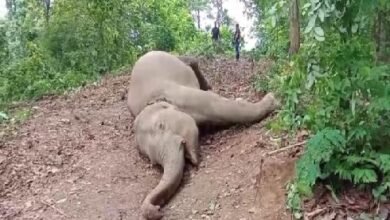 Photo of एक जंगली हाथी की रहस्यमयी मौत