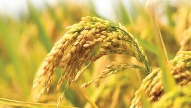 Photo of खोई उपमंडल में न्यूनतम अनुदानित मूल्य पर धान की प्रारंभिक खरीद