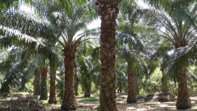 Photo of ऑयल पाम की खेती से आत्मनिर्भर बन सकते हैं किसान: वन मंत्री
