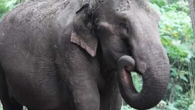 Photo of कैलाश में भारत-बांग्लादेश सीमा पर हाथियों के रेस्क्यू से सनसनी मच गई है