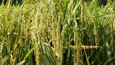 Photo of तुलसीखर कृषि उप-विभाग में हाइब्रिड चावल की खेती में सहायता