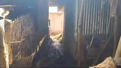 Photo of चोरों का एक समूह पाँच गायें ले गया