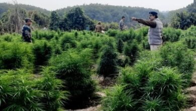Photo of जतरापुर थाने की पुलिस ने भारी मात्रा में गांजा के बगीचे को नष्ट कर दिया