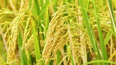 Photo of खोवाई उपखंड में रियायती मूल्य पर धान की खरीद