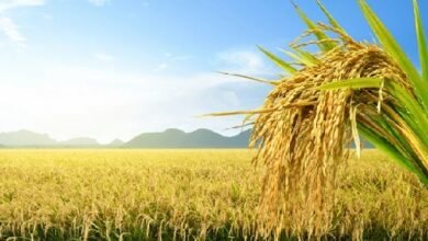 Photo of बमुटिया में अनुदानित मूल्य पर धान की खरीदारी शुरू
