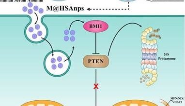 Photo of डार्कनेस हार्मोन मेलाटोनिन का नैनो-फॉर्मूलेशन पार्किंसंस रोग के लिए चिकित्सीय समाधान हो सकता है