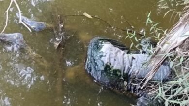 Photo of करीब दो महीने बाद तालाब के पानी से वृद्ध का सड़ा-गला शव बरामद