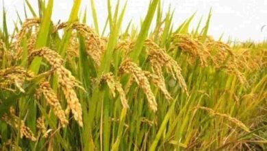 Photo of बामुतिया में रियायती मूल्य पर धान की खरीदारी शुरू